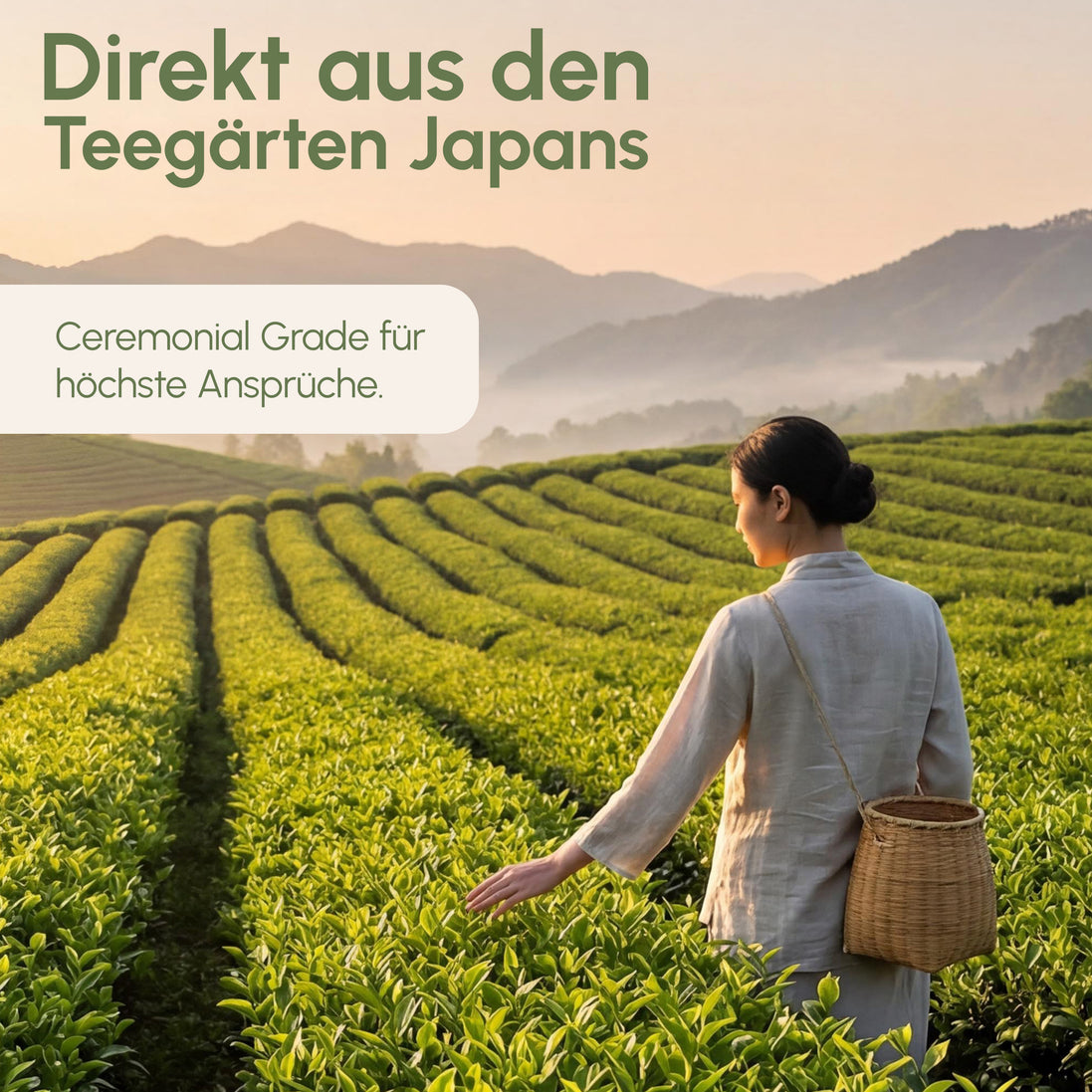 MŌY Ceremonial Grade Matcha