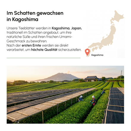 MŌY Ceremonial Matcha